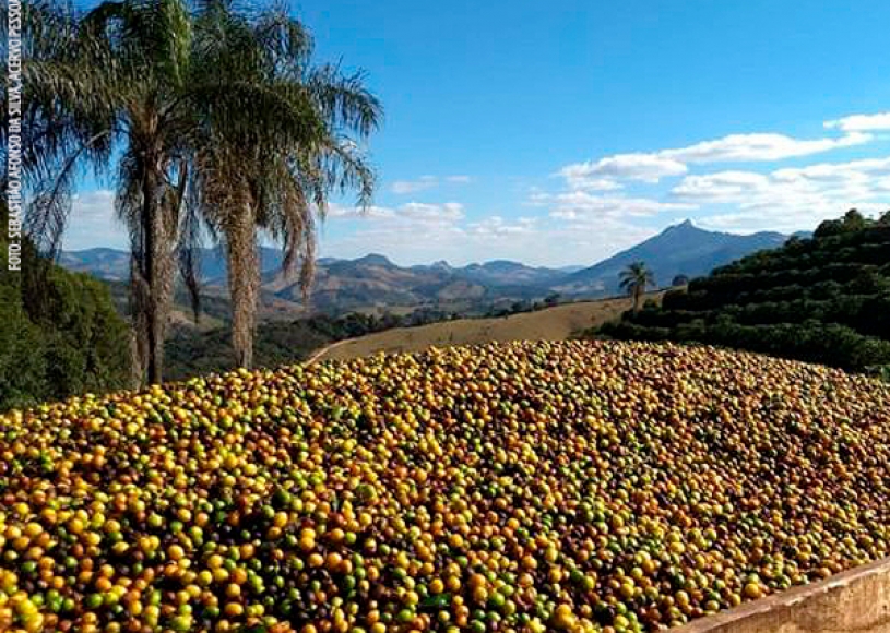 Ranking de faturamento das lavouras 2018 deixa café em 5º lugar