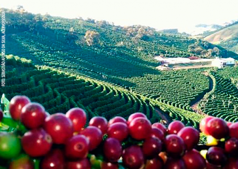 Café arábica atinge 23% do Valor Bruto da Produção