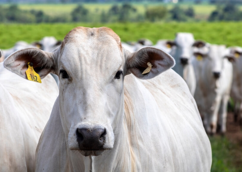 Vaca louca no Pará: Brasil pode deixar de faturar US$ 2 bi.