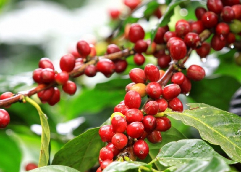 Indicações Geográficas de café terão plataforma com origem controlada