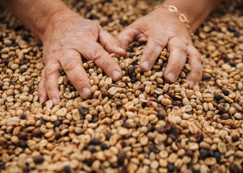 Cafeicultura brasileira deseja que o mundo demande com mais sustentabilidade