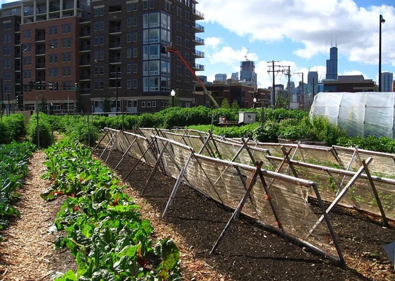 Com foco na alimentação saudável, Estados Unidos investem em agricultura urbana