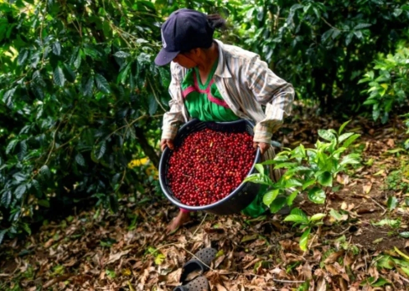 Exportações brasileiras de café somam mais de 3,5 milhões de sacas