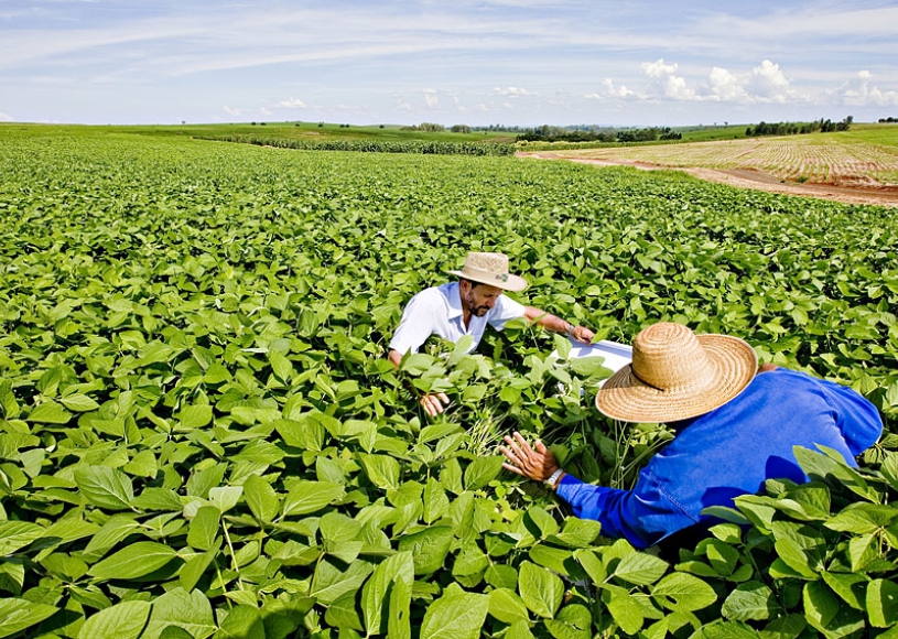 São Paulo lança plano para fortalecer cooperativismo rural no estado