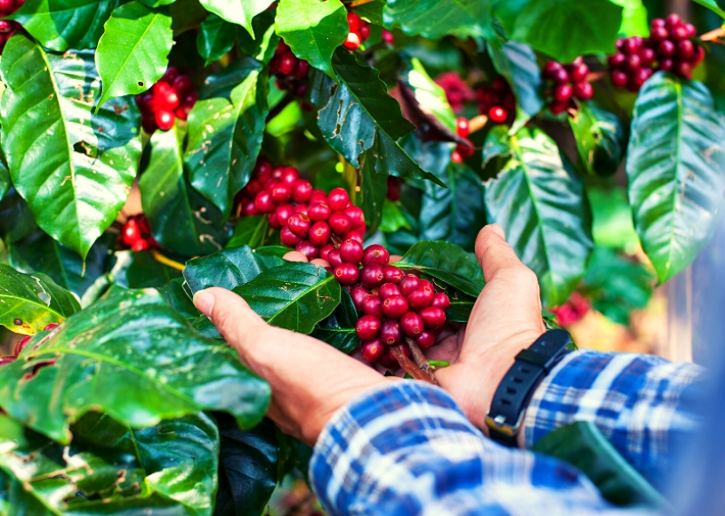 Exportações do café paulista aumentam quase 90% e impulsionam a balança comercial